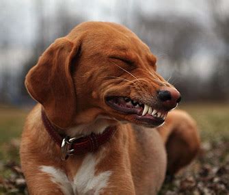 Why Do Dogs Smile With Their Teeth