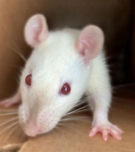 Our Breeding Rats - NL Rattery