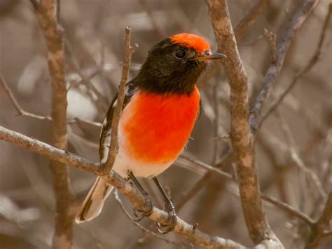 Vermilion Bird Stock Photos, Images and Backgrounds for Free Download