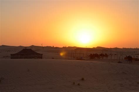 Sunset,desert,abu dhabi,camels,free pictures - free image from needpix.com