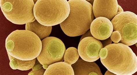 Saccharomyces| Yeast| Fungi|