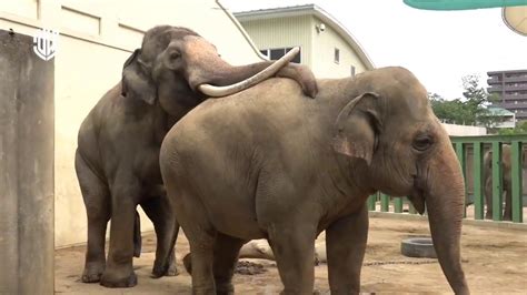 Elephant Mating | Tarangire NP - YouTube