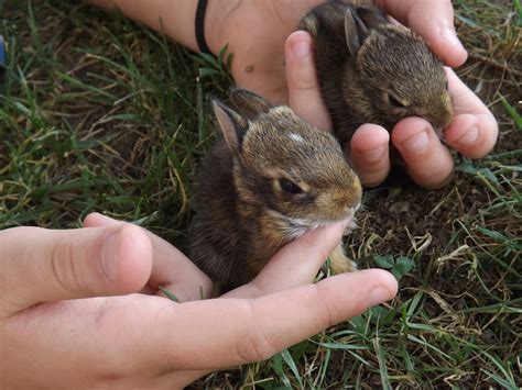 Eastern cottontail rabbit (baby) | Project Noah