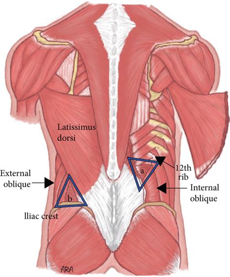 (a) The superior lumbar triangle bordered by the 12th rib, internal ...