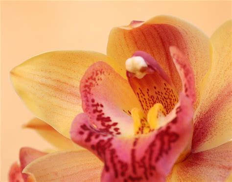 720P free download | Orchid, nice, big, flower, yellow, petals, pink, HD wallpaper | Peakpx