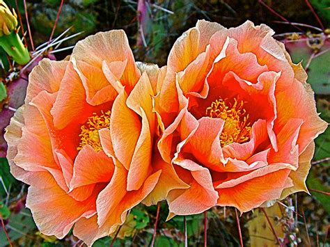 Engelmann Prickly Pear Cactus flowers in Big Bend National Park-Texas Photograph by Ruth Hager ...