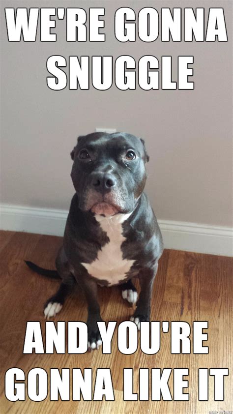 its pitbull awareness month | Funny animal pictures, Funny animal memes, Funny animals