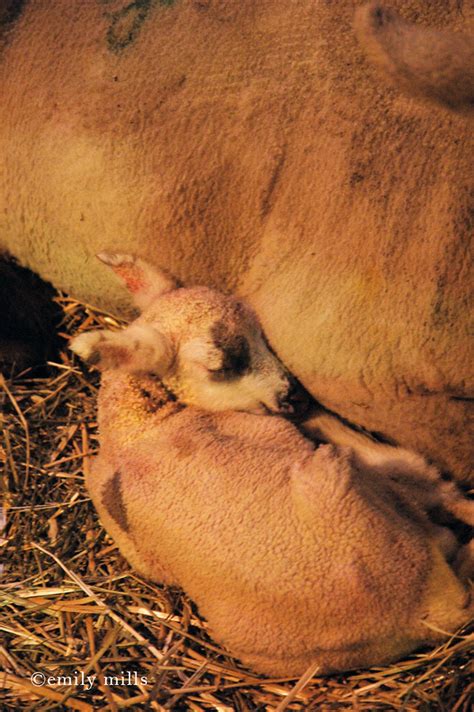 Sleeping lamb | Too cute...head going to explode...kljdhtkaw… | Flickr