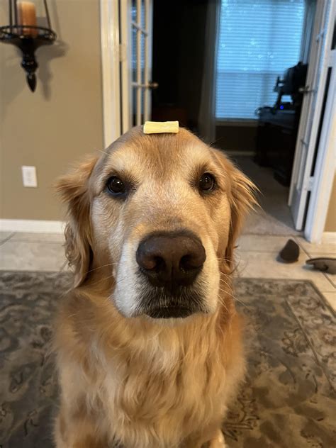 Butter dog. Dog with the butter on him. Butter dog. Dog with the butter on his head. : r/rarepuppers