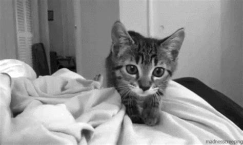 Cat Eyes GIF - Find & Share on GIPHY