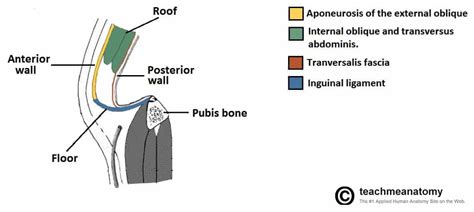 The Inguinal Canal - Boundaries - Contents - TeachMeAnatomy