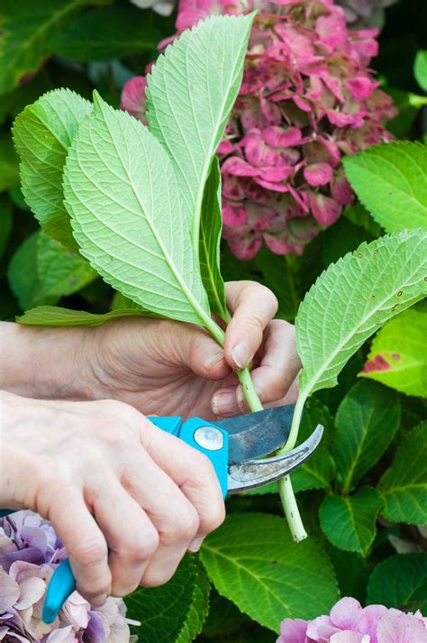 How to Grow Hydrangeas From Cuttings