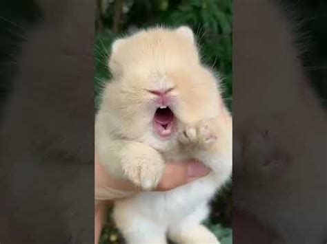 Rabbit Screaming sound #rabbit #shorts - YouTube