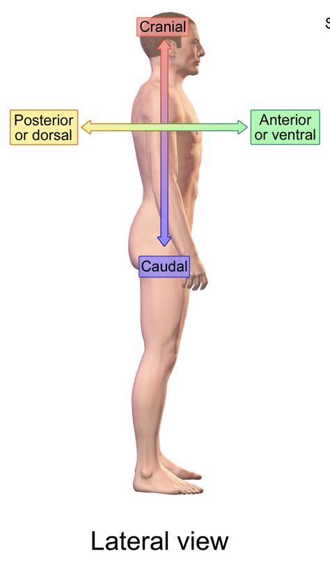 Ventral | Brookbush Institute Glossary