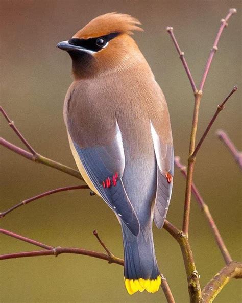 a bird sitting on top of a tree branch