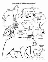 Food Chain Coloring Pages At GetColoringscom  Free Printable sketch template