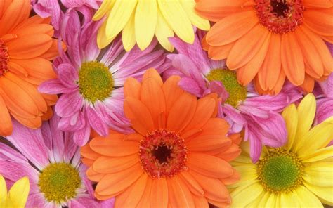 Fresh Daisies Wallpapers | Wallpapers HD