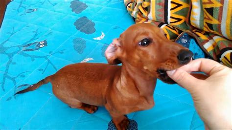 4 month old Miniature Dachshund Rollover command training in progress. - YouTube