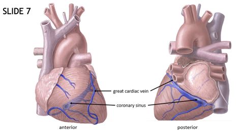 Anterior Cardiac Vein