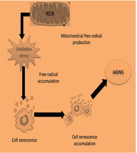 Oxidative stress implication in ageing. | Download Scientific Diagram