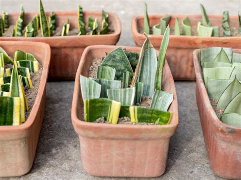 Snake Plant Propagation - Tips For Propagating Snake Plants | Gardening Know How