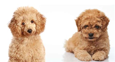 Toy Poodle Vs Miniature Poodle - What’s The Difference? | Poodle puppy, Poodle puppy standard ...