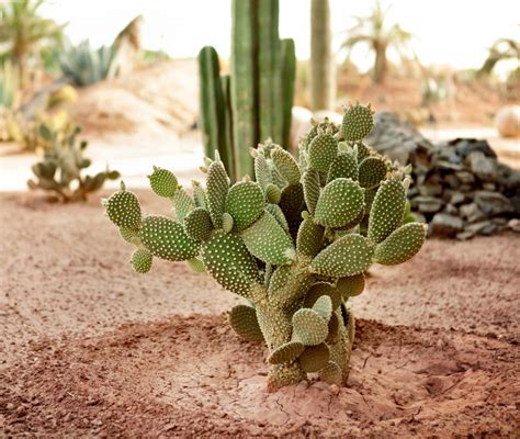 Cactus Names In The Sahara Desert : Desert cacti live in arid regions ...