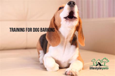 Training for Dog Barking