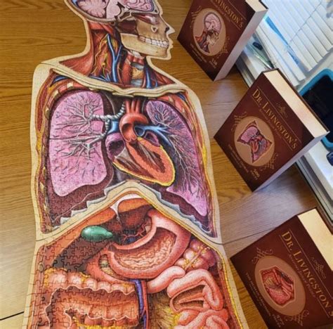 Mesa Studios Designs Anatomy Jigsaw Puzzle with Genius Games – Artists' Blogs :: Medical ...