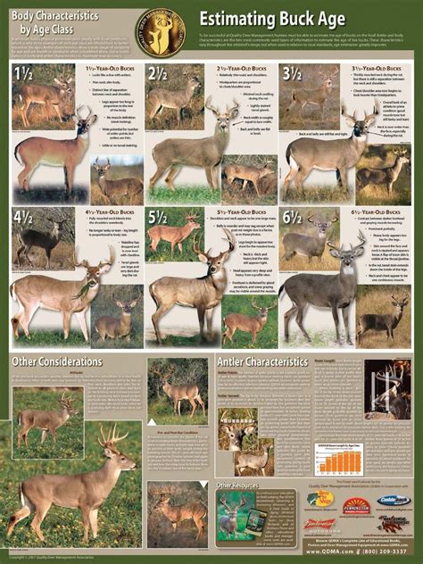 How accurate is that QDMA aging chart? - HuntingNet.com Forums #deerhunting | Deer hunting tips ...