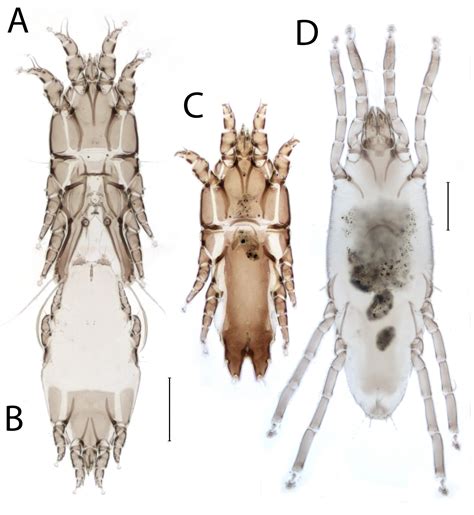 Feather mites (Acari: Astigmata) of the Zoobotanical State Park in Teresina, Brazil | Lima Alves ...