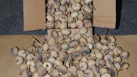 Opium poppy pods worth $760,000 seized in B.C. bust | CTV News