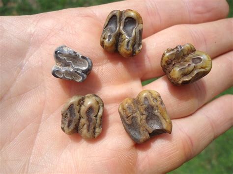 Five Colorful Manatee Teeth | Miscellaneous | FOSSILS | Prehistoric Florida