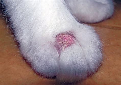 Ringworm Causes Dry, Itchy Skin - Catwatch Newsletter