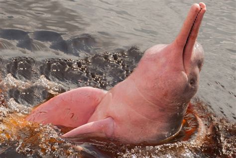 Pink Dolphin of the Amazon River