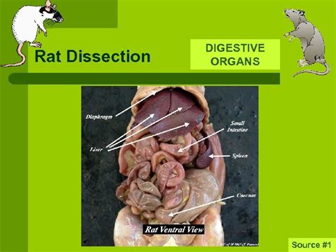 Rat Dissection l The following slides are intended