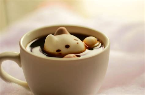 About Cats & Coffee