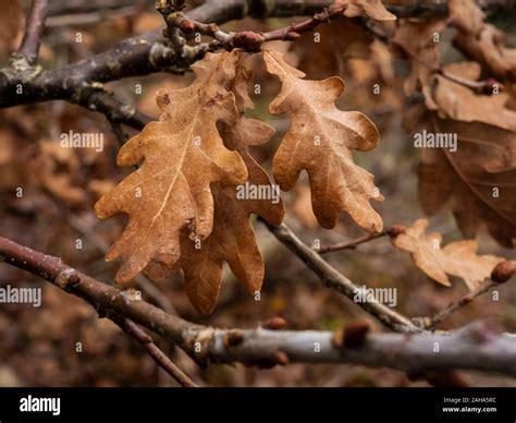 Oak Tree Leaves Texture