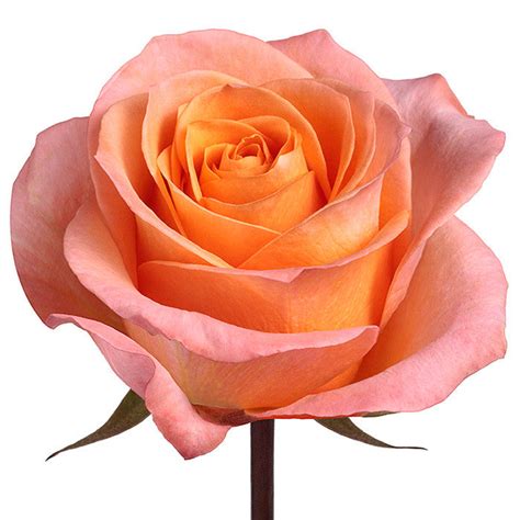 Peach roses, wholesale roses, Coral Reef Roses | WholesaleFlowers.net
