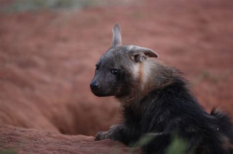 highly adaptive brown hyena | Tswalu Kalahari Reserve