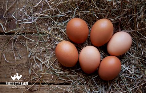 6 NEW HAMPSHIRE RED EGGS – Breck Top Farm