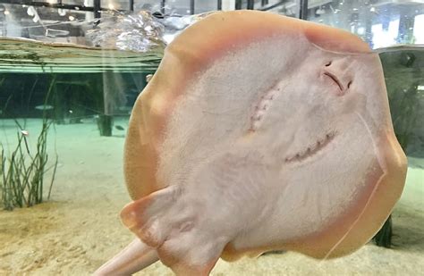 This Is How a Female Stingray With No Mate Became Mysteriously Pregnant - SavvyDime