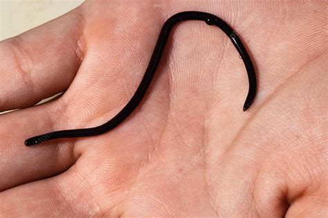 Brahminy blind snake - Stock Image - C052/5855 - Science Photo Library