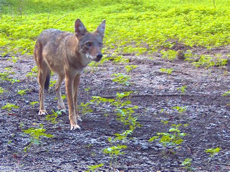 North Texas Coyotes – DFW Urban Wildlife