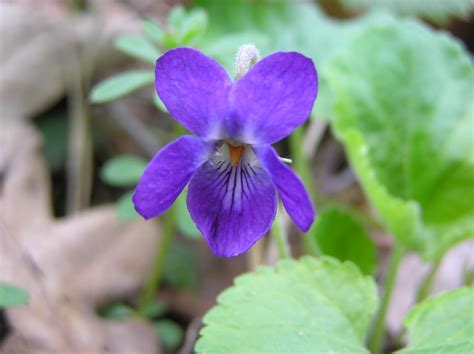 Viola odorata L. | Plants of the World Online | Kew Science