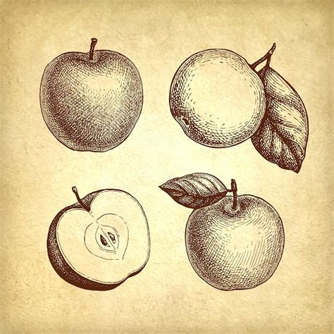 Premium Vector | Apples set ink sketch