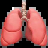 🫁 Lungs Emoji Copy Paste 🫁