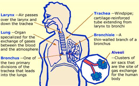 The function of the respiratory system & the importance of respiration process | Science online