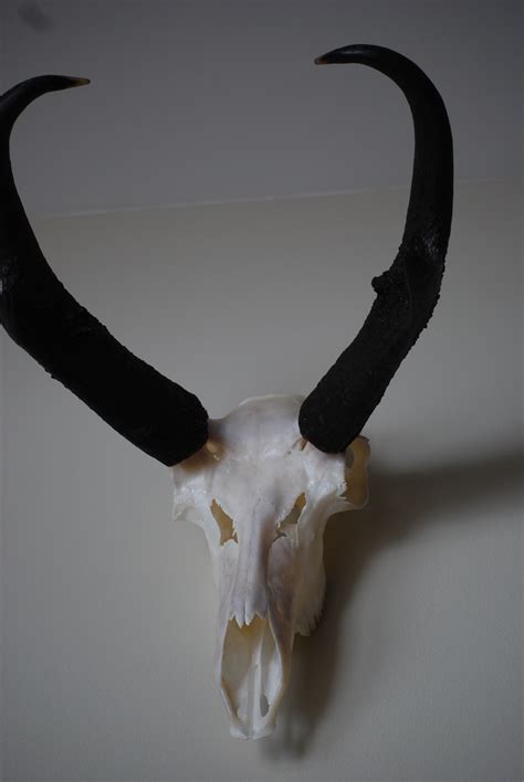 Antelope Skull by AlbinoAwesome on DeviantArt