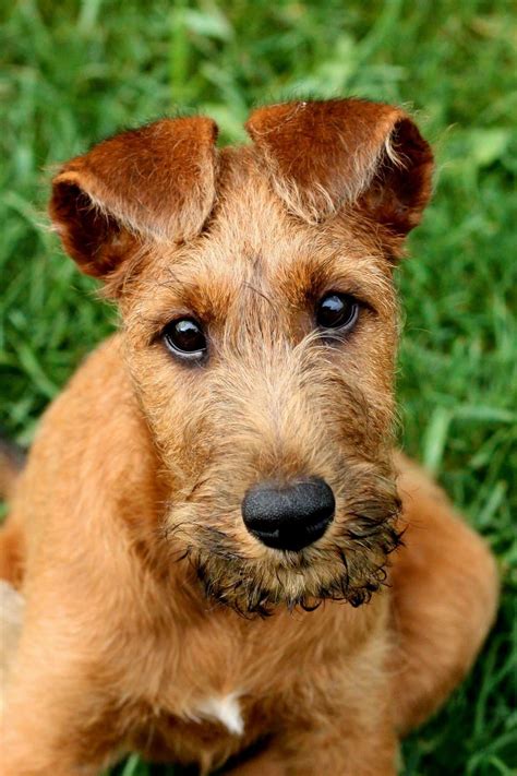 4 Months Old Special Irish Terriers Dog Puppy For Sale Or Adoption Near ...